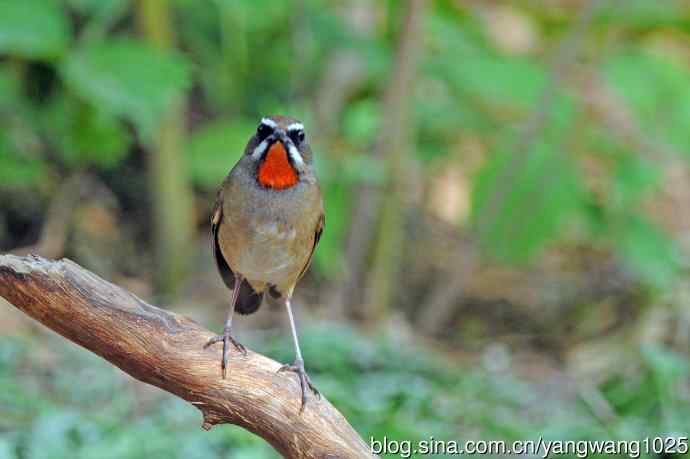 雄性红喉歌鸲（12）