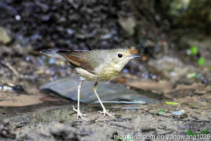 雌性蓝歌鸲（3）