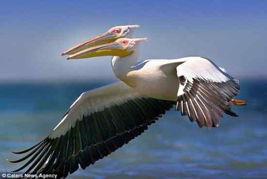 真的有双头鹈鹕吗？