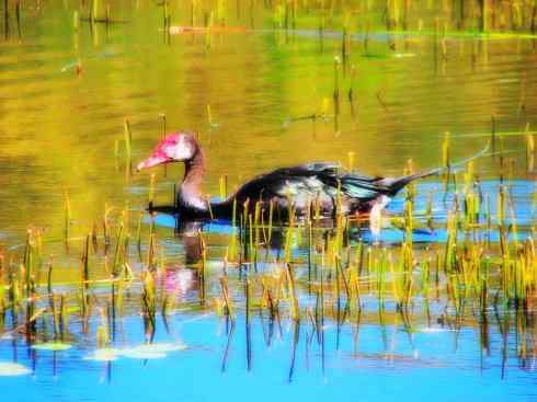 猎奇：十大奇异的雁鸭之二（草雁、埃及雁、绿翅雁、距翅雁、黑头鸭）