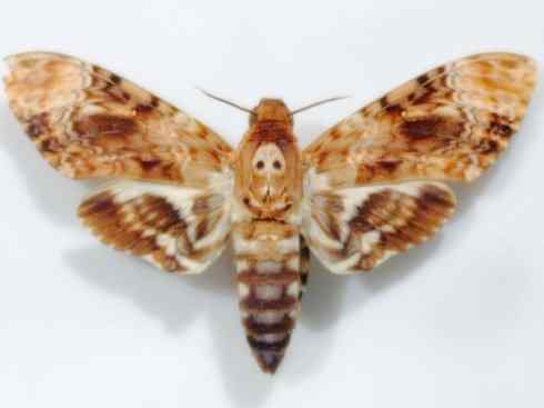 十大喜食蜂蜜动物：鬼脸天蛾