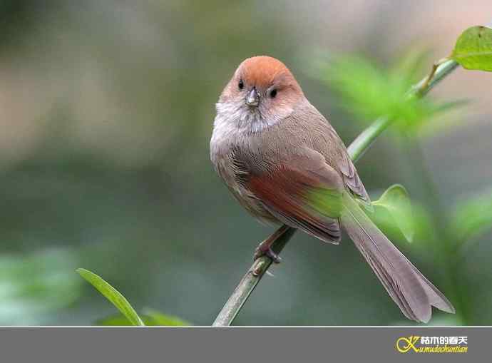 小鸟随拍【实拍】