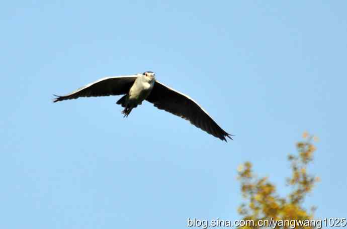 飞翔（夜鹭） wbr1