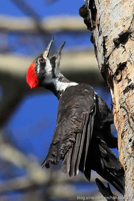 红冠啄木鸟（2）