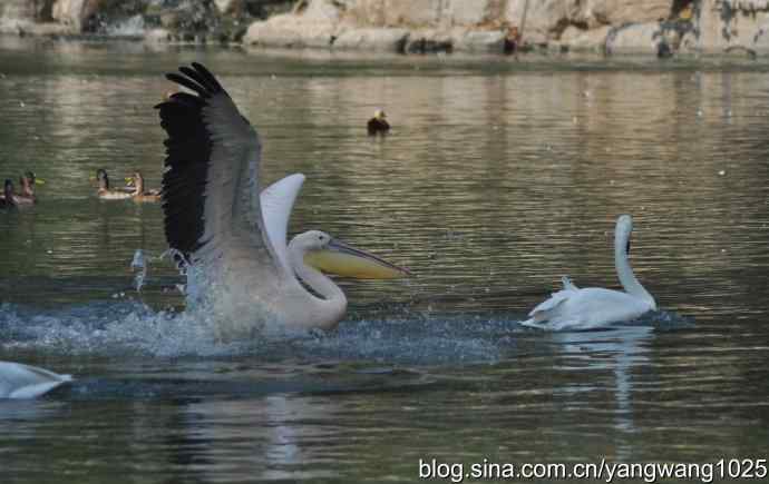 再拍大鹈鹕 wbr6