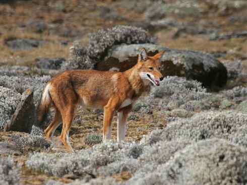 犬科:犬亚科犬属之西门豺、侧纹豺(胡狼类) 犬科:犬亚科犬属之西门豺、侧纹豺(胡狼类)