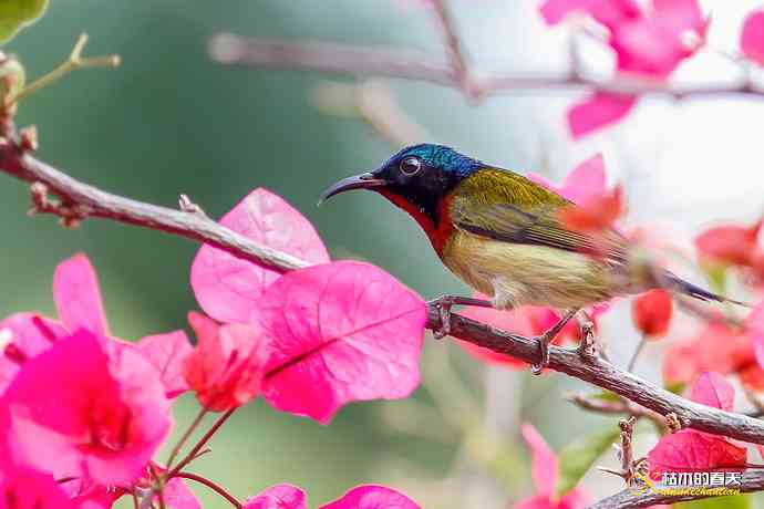 我的“太阳”——厦门拍“叉尾太阳鸟”