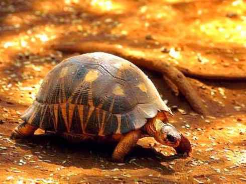 玄武：传说的兽原型探秘（象龟）