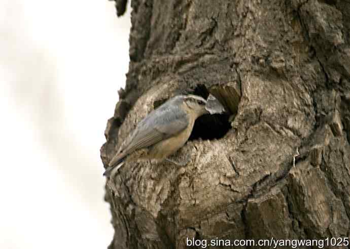 黑头鳾（shi）的小家