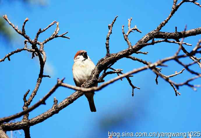 候鸟已过境，麻雀来当家