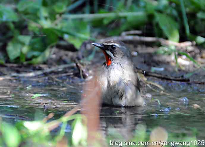 红喉歌鸲（雄性）续2