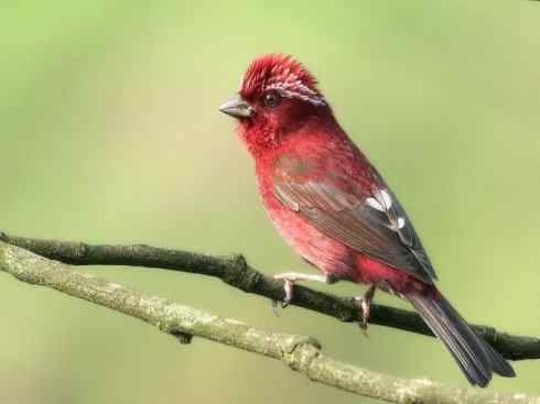 极品红色鸟类：酒红朱雀