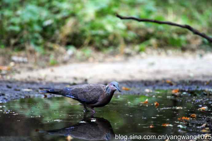 珠颈斑鸠（随拍）1