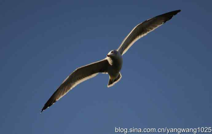 飞（海鸥）2