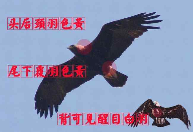 猛禽大全——中国东部地区27种迁徙类猛禽辨识