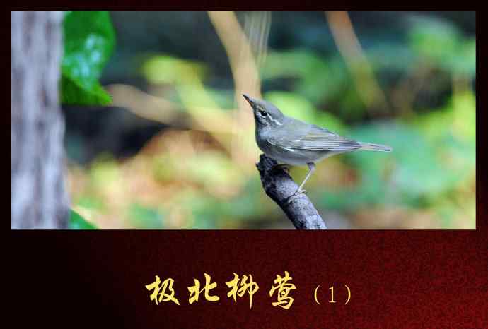 极北柳莺（1）