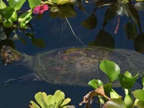 玄武：传说的兽原型探秘（侧颈龟类）