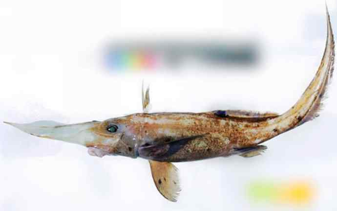 鱼类活化石：长吻银鲛