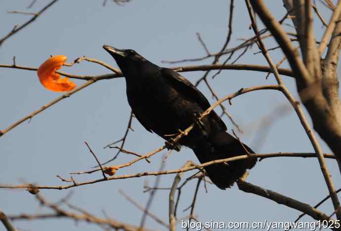 北京动物园的鸟类——谁爱吃柿子？（乌鸦）