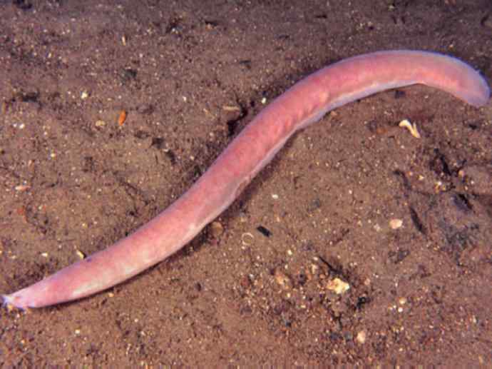 鱼类活化石：盲鳗