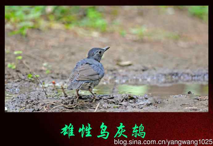 雄性乌灰鸫 雄性乌灰鸫