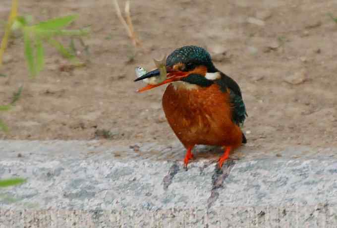 莲花池四月的花鸟