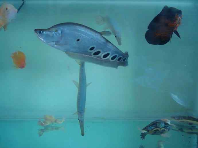 鱼类活化石：铠甲弓背鱼