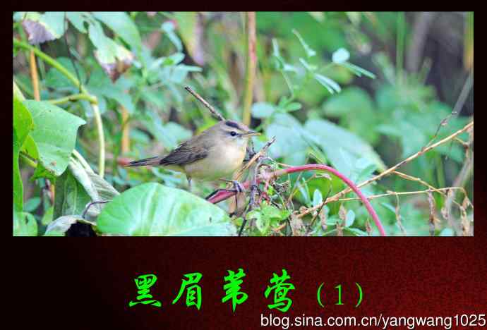 黑眉苇莺（1）
