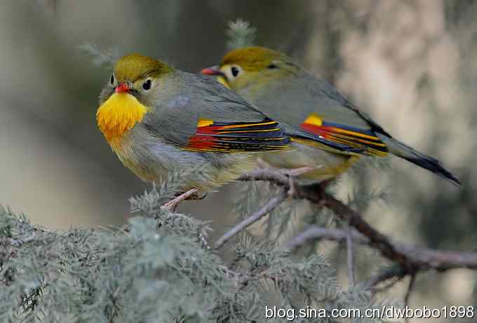 相思趣拍 贺三八国际妇女节