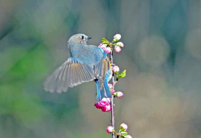 雄性红胁蓝尾鸲（10）
