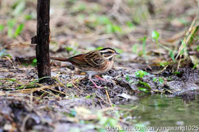 三道眉草鹀（1）