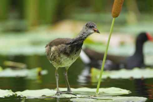 心中有歌，烈日何妨