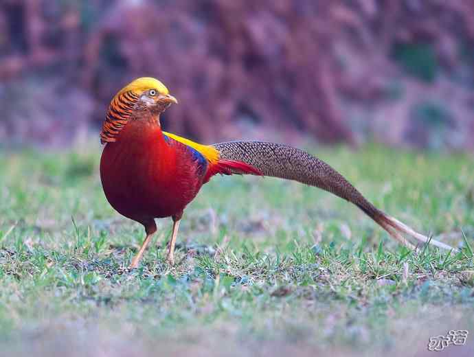 红腹锦鸡 wbr路 wbr有望当选为国鸟的鸟 红腹锦鸡 wbr路 wbr有望当选为国鸟的鸟