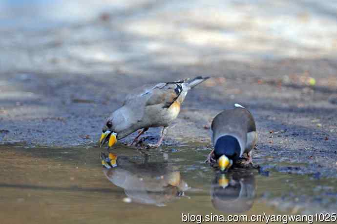 饮水的黑尾蜡嘴雀（1）