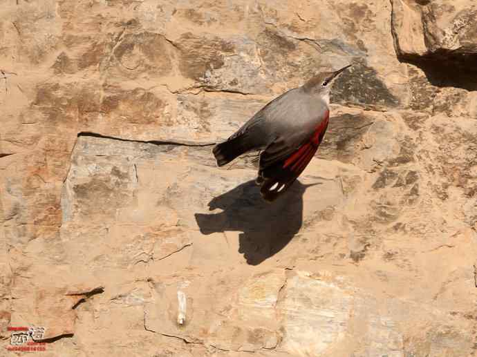 北京十渡&nbsp;wbr路&nbsp;wbr红翅旋壁雀