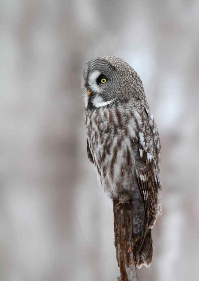 人生到处知何似 wbr恰似飞鸿踏雪泥