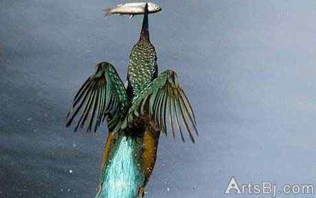 超级翠鸟:比目鱼、虾、牡蛎、虾虎鱼、胭脂鱼和小黑鲈我都爱吃