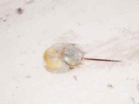 自然奇观：动物大迁徙(鲎)