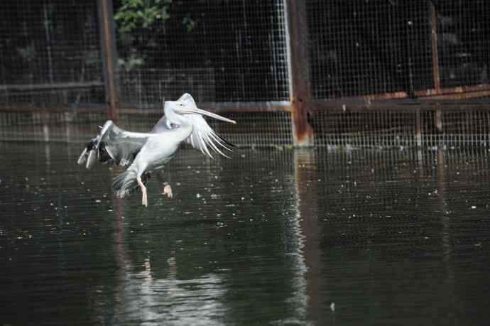 再拍大鹈鹕 wbr8