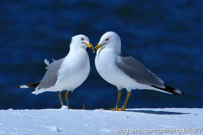 环嘴鸥（5）