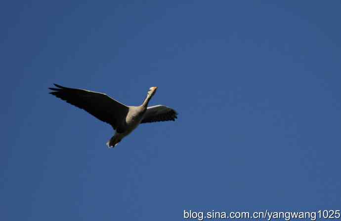 飞 wbr(斑头雁) wbr2 飞 wbr(斑头雁) wbr2