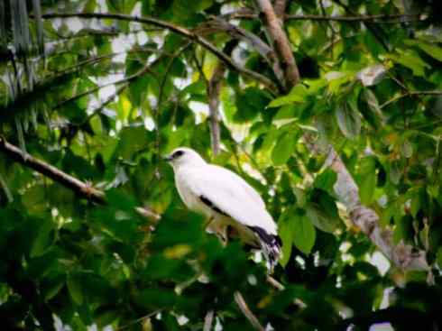 白头鸟系列：另类的美丽12
