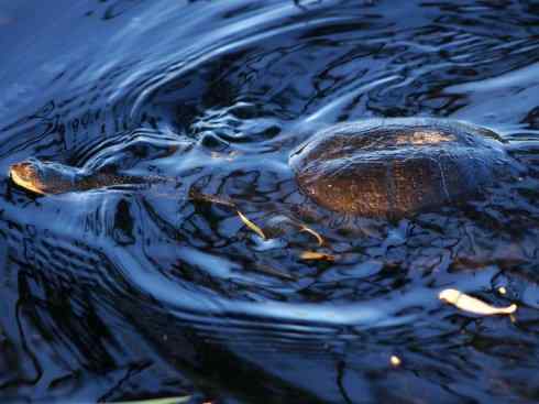 玄武：传说的兽原型探秘（澳洲长颈龟）