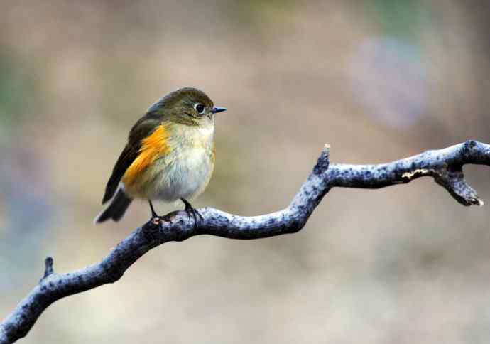 雌性红胁蓝尾鸲（11）