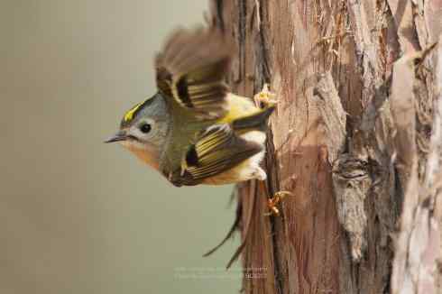 心仪已久的小戴菊