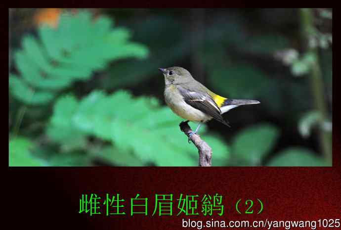 雌性白眉姬鹟（6）