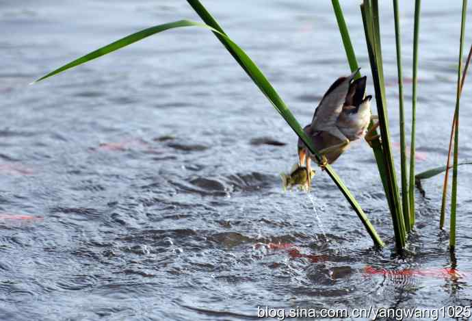 黄苇鳽的早餐（记实）