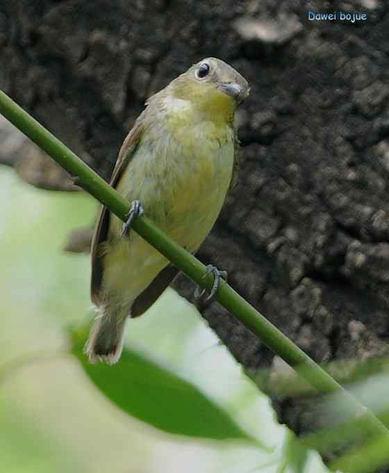 再拍:白眉.紫背和黄鹂 再拍:白眉.紫背和黄鹂