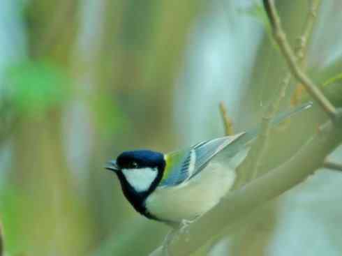 家禽驯化之源之二十六