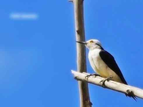 白头鸟系列：另类的美丽4